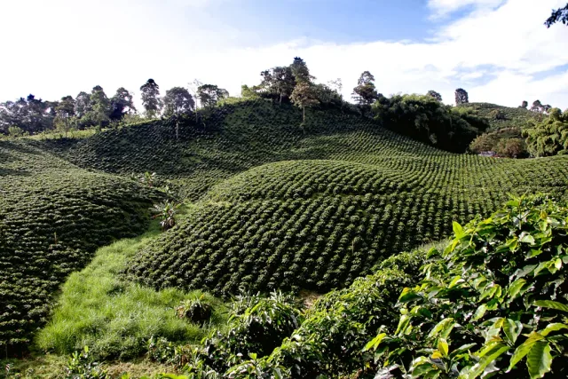Imagen de Alcalá (Región andina de Colombia)
