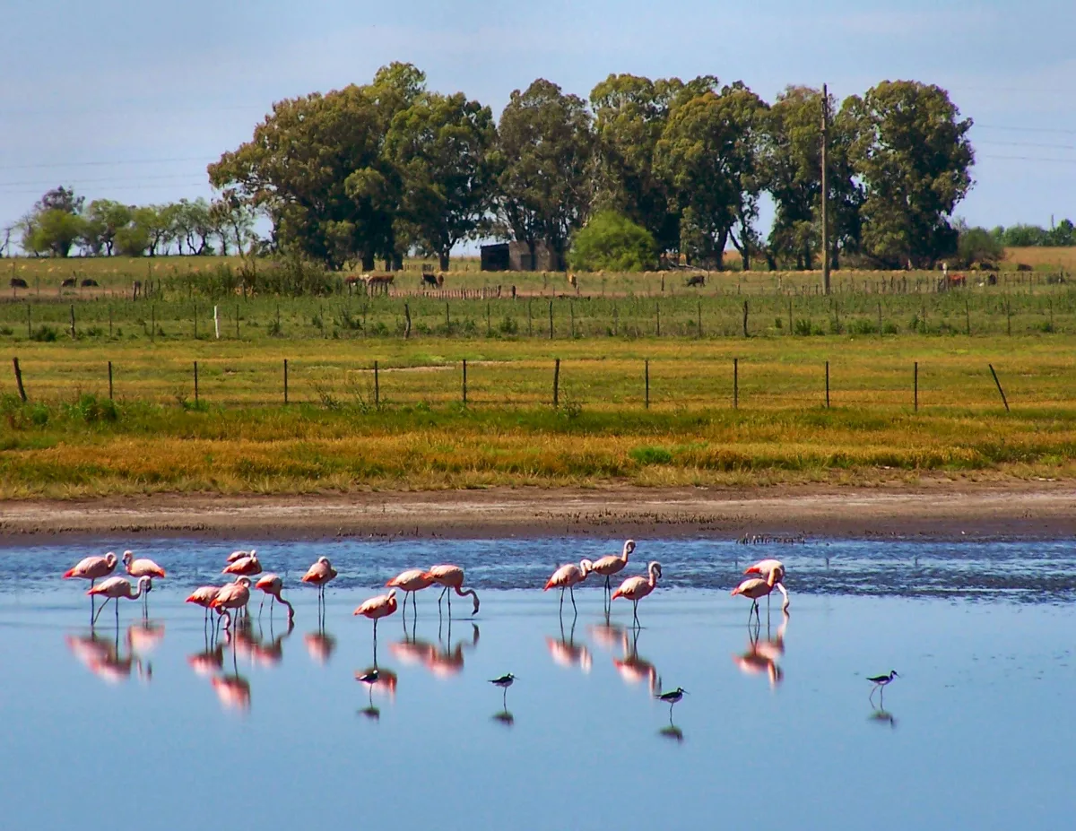 Imagen de General Viamonte (Provincia de Buenos Aires)