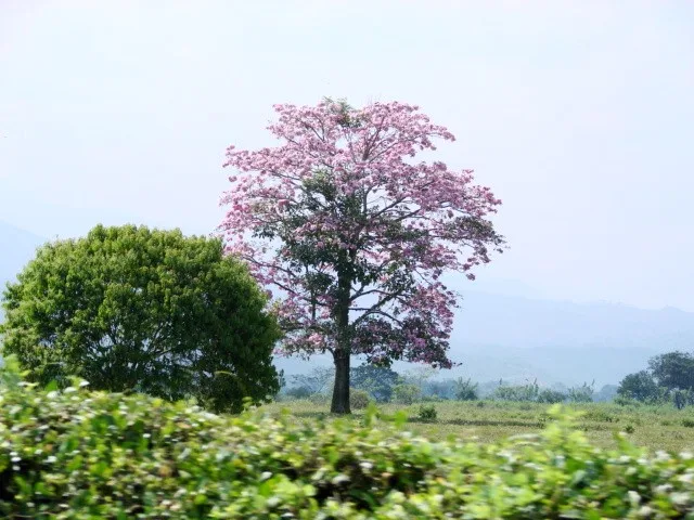Imagen de Jamundí (Valle del Cauca)