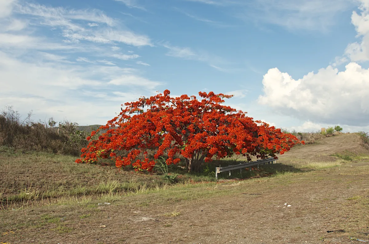 Imagen de Juana Díaz (Puerto Rico)
