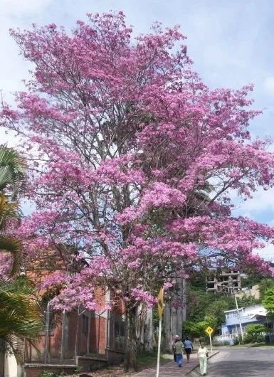 Imagen de Villeta (Cundinamarca)