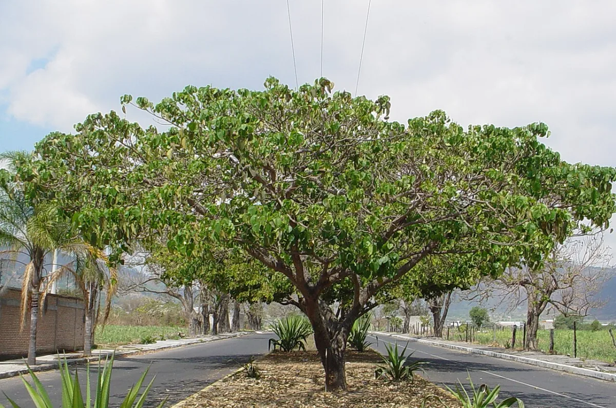 Imagen de Xalisco (Municipio de Xalisco)